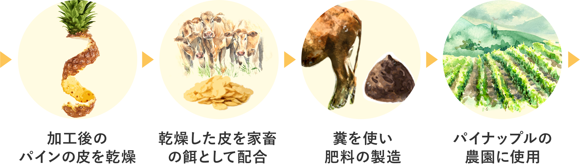 加工後のパインの皮を乾燥 乾燥した皮を家畜の餌として配合 糞を使い肥料の製造 パイナップルの農園に使用