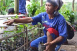 Preparation for saplings